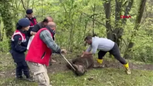 ZONGULDAK'TA BELDEN AŞAĞISI TUTMAYAN AYI TEDAVİYE ALINDI