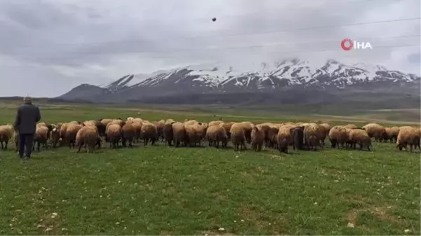 Sürülerin Süphan Dağı'na yolculuğu başladı