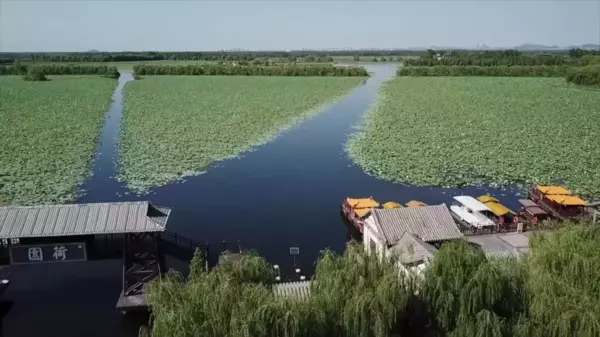 Çin'in Shandong Eyaletinde Çevreyi Koruma Amacıyla Göle Balık Yavruları Salındı