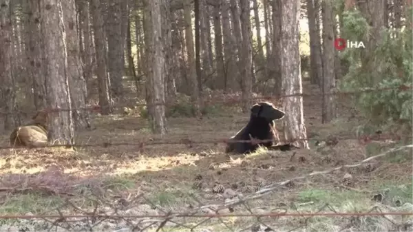 Başıboş köpekler site sakinlerini isyan ettirdi