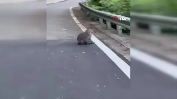 Tayvan'da maymun kedi yavrusunu kaçırdı