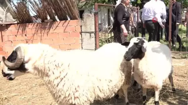 Başkan Çerçioğlu'ndan koyunları telef olan üretici kadına destek