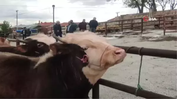 Canlı hayvan pazarlarında şap hastalığına karşı sıkı tedbirler sürüyor