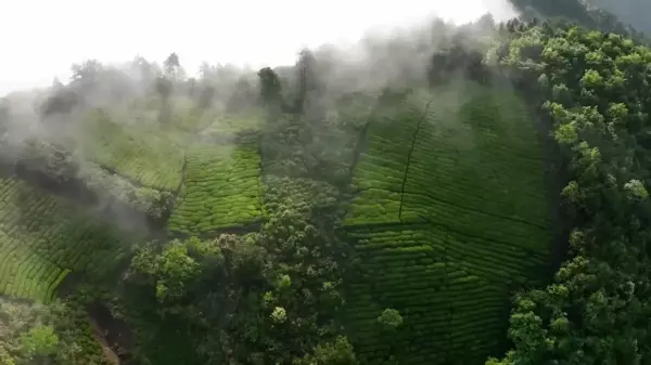 Çin'in Anhui Eyaletindeki Sis Kaplı Çay Tarlasının Muhteşem Manzarası