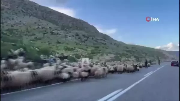 Göçerlerin zorlu yayla yolculuğu başladı