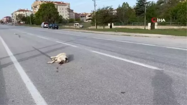 Köpeğe çarpan hafif ticari araç takla attı: 1 yaralı