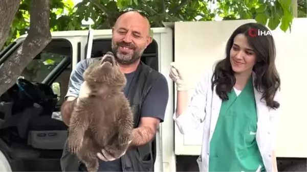 Ormanlık alanda ayı yavrusu bulundu