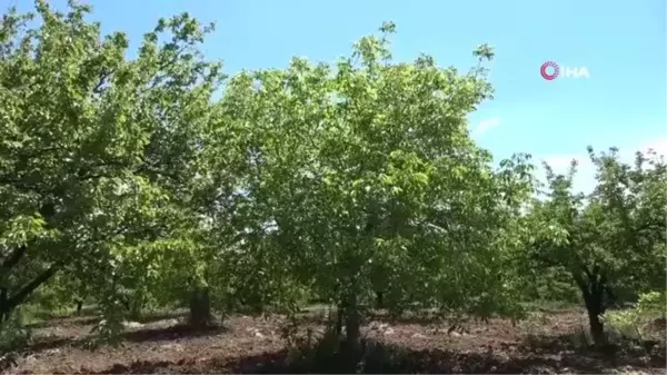 Tarım arazilerinin su ihtiyacını güneşten ürettiği enerji ile karşılıyor