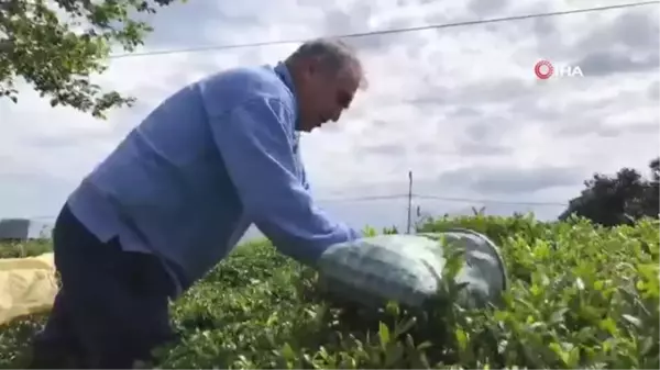 Yaş çay üreticileri bahçelere girmeye başladı