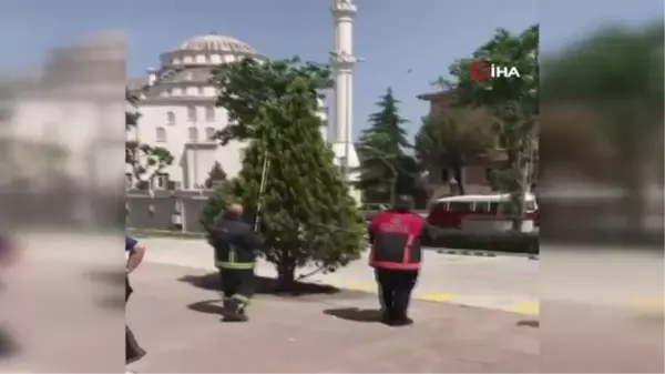 Yalova'da alışveriş merkezi önünde 1 metrelik yılan yakalandı