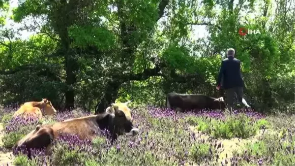 Karacabey'de Longoz ormanlarında görsel şölen