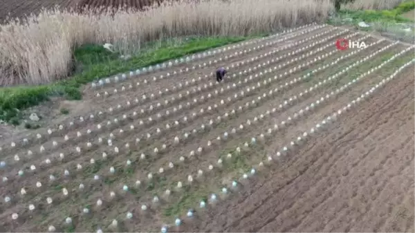 Çiftçi, Doludan Korumak İçin Plastik Pet Şişeler Kullandı