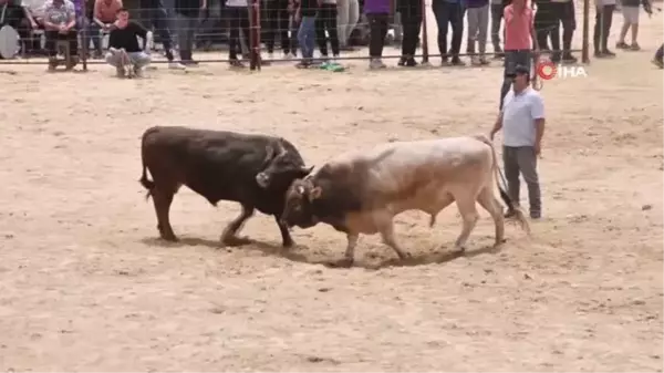 Güreş sırasında boğanın altında kalmaktan son anda böyle kurtuldu