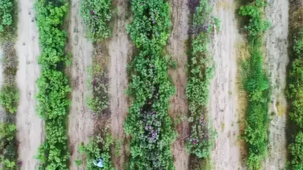 Çin'in Xinjiang Bölgesinde Gül Yetiştiriciliği Yerel Ekonomiye Canlılık Getiriyor