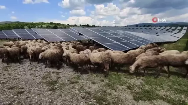 Kosova'da güneş enerjisi panellerinin temizleyicisi: Koyun ve keçiler