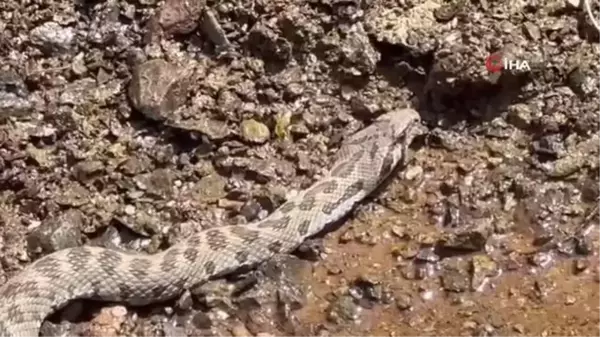 Tunceli'de Ortadoğu ve Orta Asya'da yaşayan Kocabaş Yılanı görüntülendi