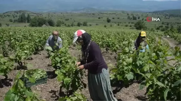 Tokat'ta bağ yaprağı hasadı başladı