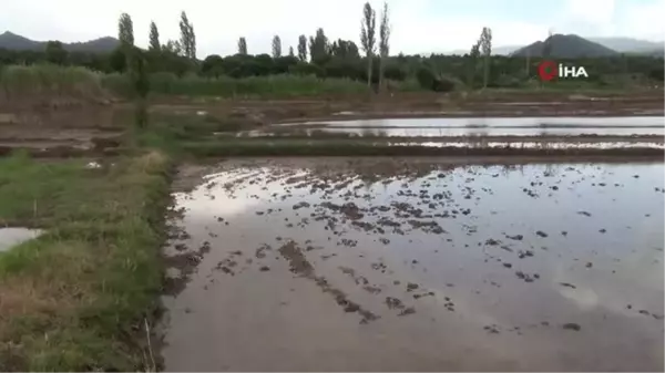 Sağanak yağış çeltik arazilerine zarar verdi