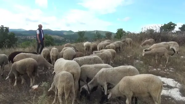 Hayvancılık yapmak zorlaşıyor: Kurban fiyatları vatandaşa pahalı geliyor