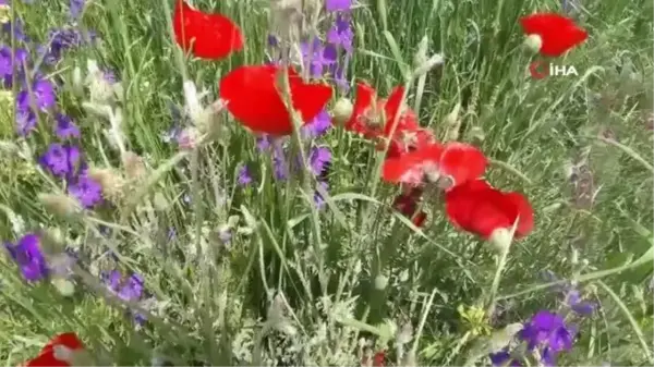 Yağmurdan sonra açan çiçekler görsel şölen oluşturdu