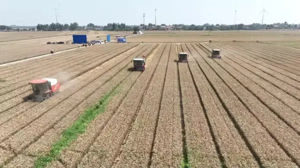 Çin, yaz hasadında tahıl kayıplarını en aza indirmeye çalışıyor