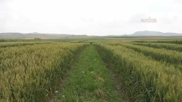 Ankara'da Milli Tohum Tanıtımı ve Tarla Günleri düzenlendi