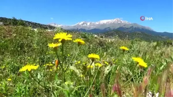 Konya'da besiciler yağışlardan memnun