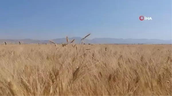 Mardin'de Çiftçiler Buğday Tarlalarında Yoğun Mesaide