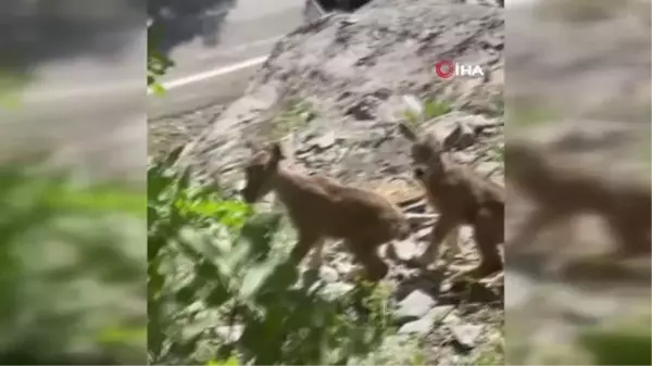 Öksüz yaban keçileri emziriliyor