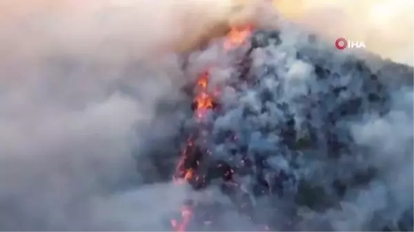 Meksika'da orman yangını: 4 bin hektardan fazla alan kül oldu