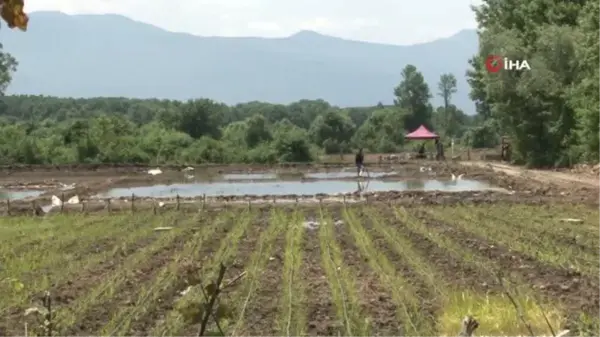 Osmanlı saray mutfağının pirinci tarlaya dron ile ekildi