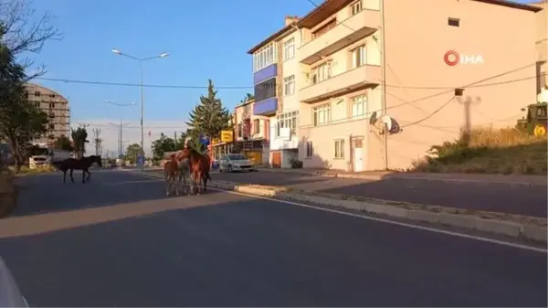 Kırklareli'nde Başıboş Atlar Trafiği Tehlikeye Soktu