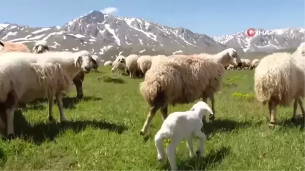 Koyun sürüleri İranlı çobanlara emanet