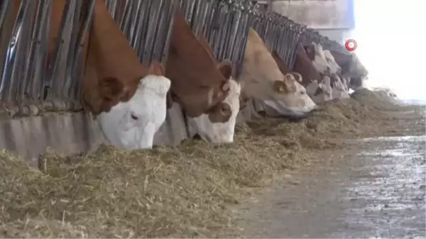 Veteriner Hekimler Kurban Bayramı Öncesi Uyarıyor: Hayvanlardan İnsanlara Geçen 200'ün Üzerinde Hastalık Var