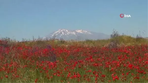 Gelincik çiçeklerinin Süphan Dağı ile oluşturduğu manzara hayran bırakıyor