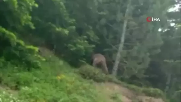 Kastamonu'da yerleşim yerlerine kadar inen ayılar böyle görüntülendi