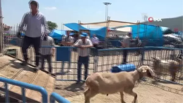 Kurban pazarında dişi hayvanlara ultrason cihazıyla hamilelik kontrolü yapıldı