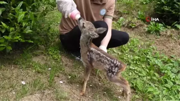 Kuyudan çıkarılan yavru karaca Zümrüt'e özenle bakılıyor