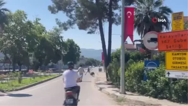 Bursa'da kurbanlık koç trafiği birbirine kattı... O anlar kamerada