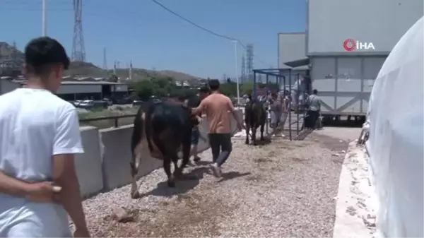 İzmir'de bayramın ilk günü hayvan pazarlarında yoğunluk