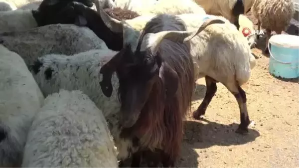 Kurbanlıkların çoğu satıldı, besicilerin yüzü güldü