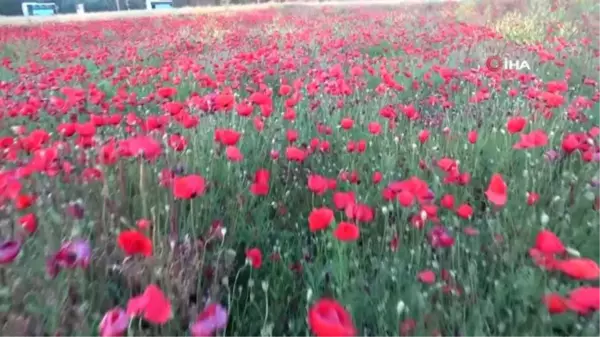 Gelincik tarlaları görenleri mest ediyor