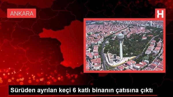 Sürüden ayrılan keçi 6 katlı binanın çatısına çıktı