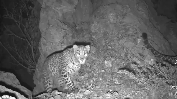 Çin'de Kızılötesi Kameralarla Kar Leoparları Görüntülendi