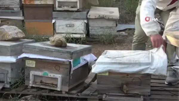 Bursa'da ilginç hırsızlık...Arıları kovanlarıyla birlikte çaldılar