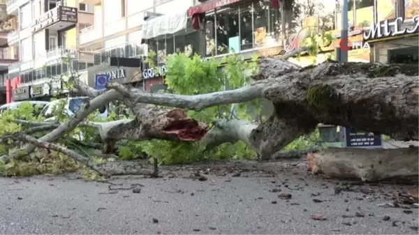 Bursa'da kökleri çürüyen asırlık çınar ağacı devrildi