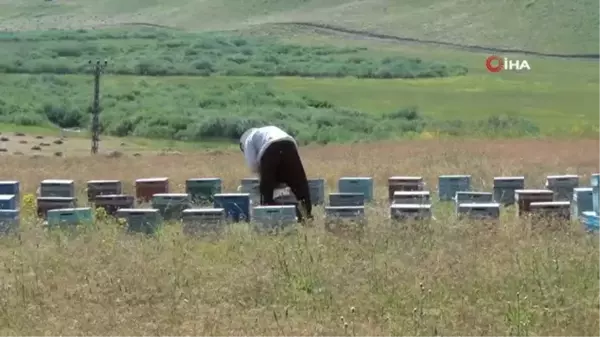 Faraşin ve Avaspi Yaylaları 40 bin arılı kovana ev sahipliği yapacak