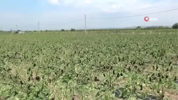 Manisa'yı dolu vurdu, tarım arazileri zarar gördü