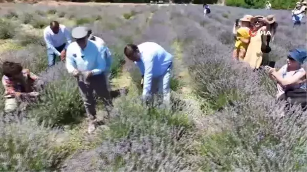 Seferihisar'da Lavanta Hasat Şenliği