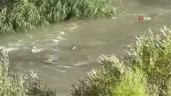 Nesli tükenme tehlikesi altında olan su samurları Hakkari'de görüntülendi